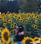 探寻向日葵在生活中的象征意义 向日葵的花语与寓意