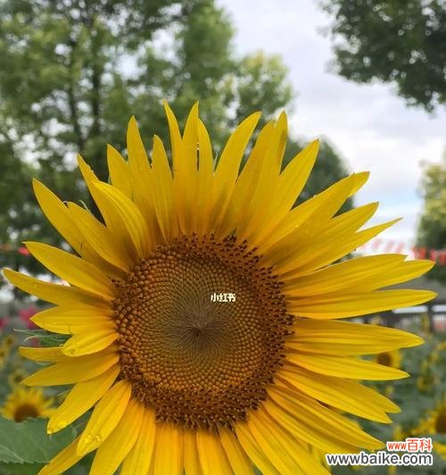 探究向日葵花语的起源与意义 向日葵花语代表的意义及象征