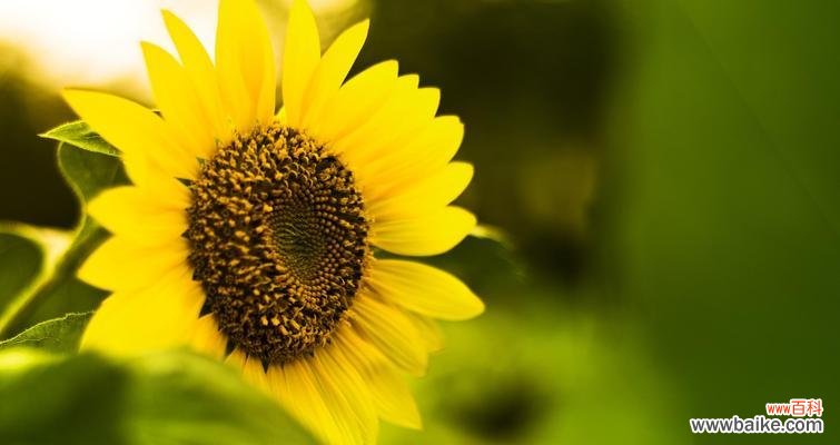 阳光与希望的化身，向日葵的秘密 向日葵的花语及其象征意义