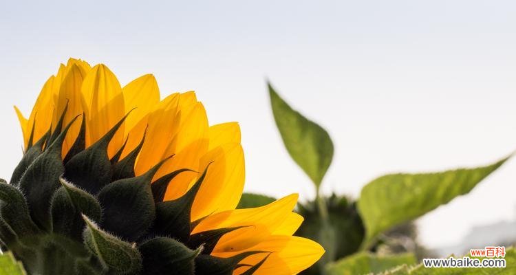 探索向日葵的美丽寓意与文化内涵 向日葵的象征意义与启示