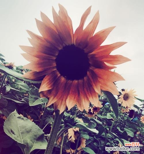 探寻向日葵的美丽与意义 向日葵的花语与寓意