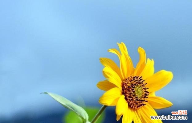 探索向日葵真正的花语,揭示其内在的意义与象征 向日葵