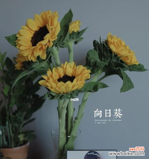 探索向日葵真正的花语,揭示其内在的意义与象征 向日葵