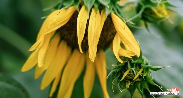 探寻向日葵在生活中的重要意义 向日葵的寓意与象征意义