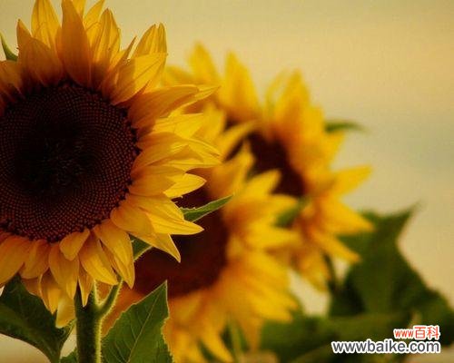 探寻向日葵在生活中的重要意义 向日葵的寓意与象征意义