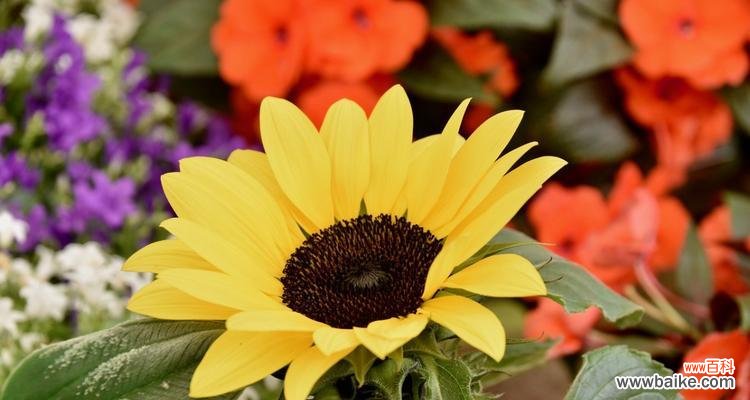 探寻向日葵在生活中的重要意义 向日葵的寓意与象征意义