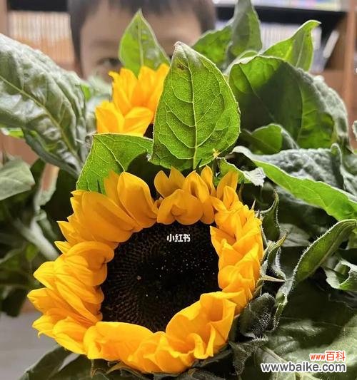 生命之光,积极向上 向日葵——太阳的守护者