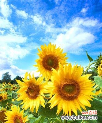 探寻向日葵花语的丰富内涵 向日葵寓意的深层意义