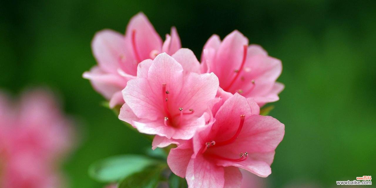 美丽中的对立与和谐 光明与黑暗