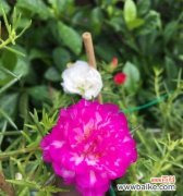 美丽中的对立与和谐 光明与黑暗