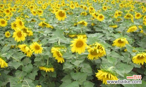 阳光、希望和坚韧——向阳花的象征意义 向阳花的寓意与意义