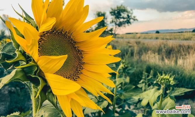 阳光、希望和坚韧——向阳花的象征意义 向阳花的寓意与意义
