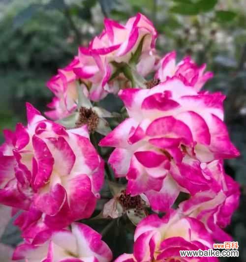 探索友谊之花,感受情谊的温暖 花朵的语言