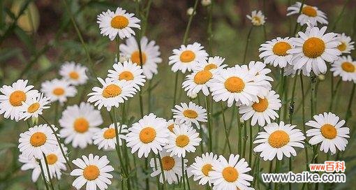 揭示小雏菊花语的含义和象征 小雏菊花语探秘