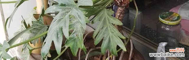 春羽花语的深刻含义与传达方式 春羽的花语与寓意