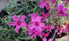 揭开花语之谜 以丛生福禄考花语解析人生命运