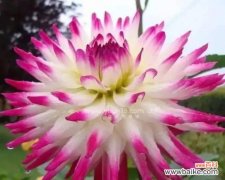 揭秘大丽花的神秘面纱 大丽花的花语与传说