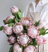 探寻帝王花的深刻寓意 帝王花的花语与意义