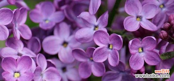 揭示丁香花背后的情感和心意 丁香花的花语与象征意义