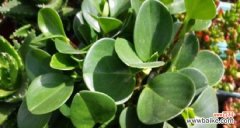 揭开豆瓣绿的神秘面纱 豆瓣绿的风水寓意与福气之源