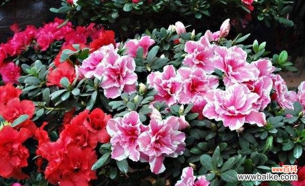 探寻杜鹃花所传递的情感和象征 杜鹃的花语与含义