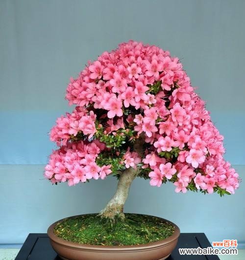 开花盛放 杜鹃花在风水中的吉祥寓意及注意事项