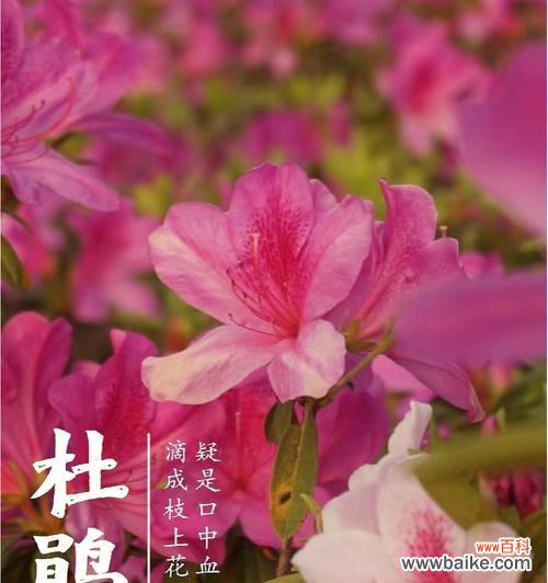 探寻杜鹃花的美丽花语及其象征意义 杜鹃花的花语和寓意