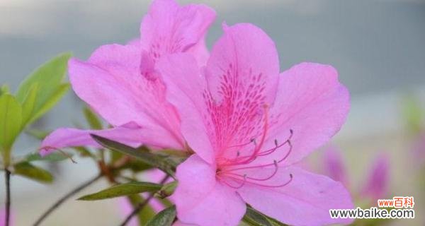 揭秘杜鹃花的神秘语言 杜鹃花的花语与意义