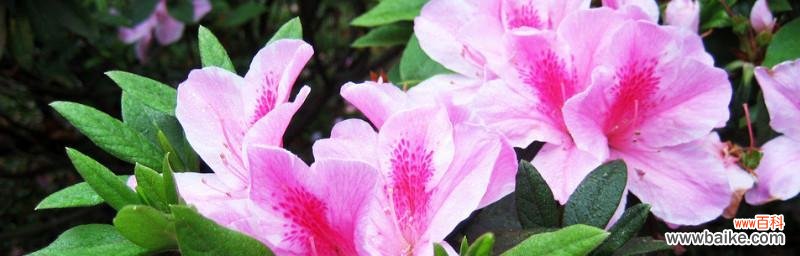 生命力与转变的化身 杜鹃花的象征意义