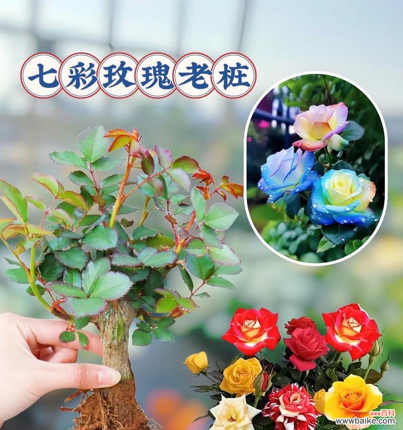 不同颜色玫瑰花各自代表什么?