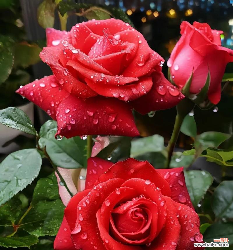 不同颜色玫瑰花各自代表什么?