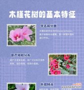 小木槿的花语是什么？小木槿与哪种花的花语相似？