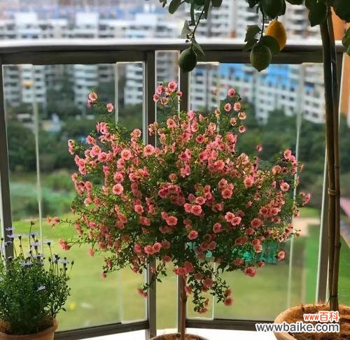 小木槿的花语是什么？小木槿与哪种花的花语相似？