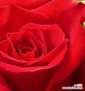 哪种花的花语表达了不甘寂寞的情感？