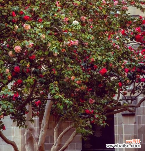 哪种花的花语表达了不甘寂寞的情感？