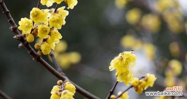 腊梅的花语是什么?腊梅代表了哪些美好寓意?