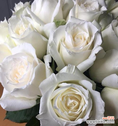 漂白白玫瑰的寓意是什么?