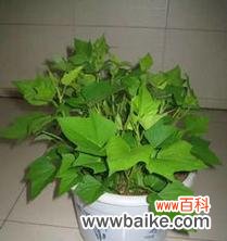 红薯水培花语代表什么含义？