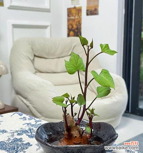 红薯水培花语代表什么含义？