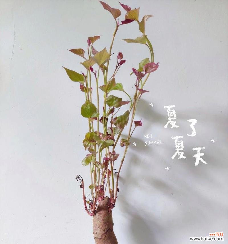 红薯水培花语代表什么含义？