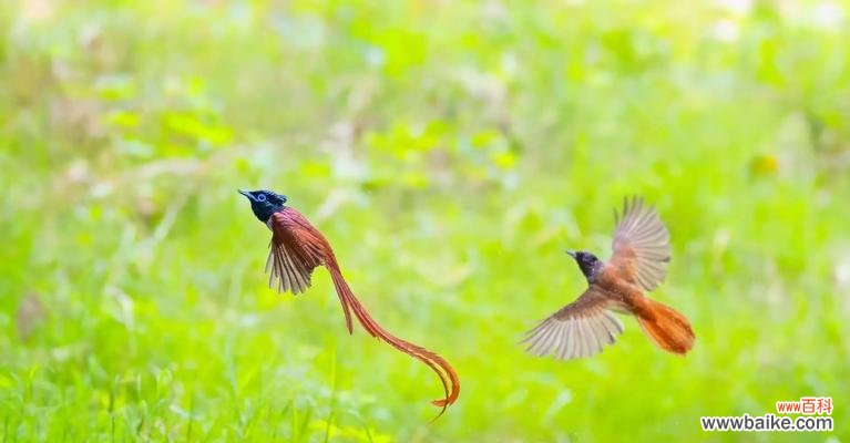 绶带鸟的寓意和花语有哪些?