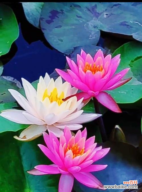 普陀山情感花语中哪种花最特别?