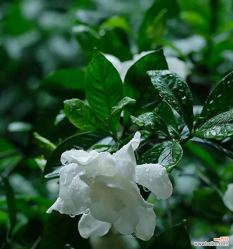 哪种花的花语意味着噩运？它的含义是什么？