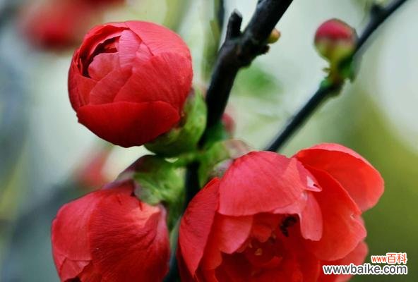 哪种花的花语意味着噩运？它的含义是什么？