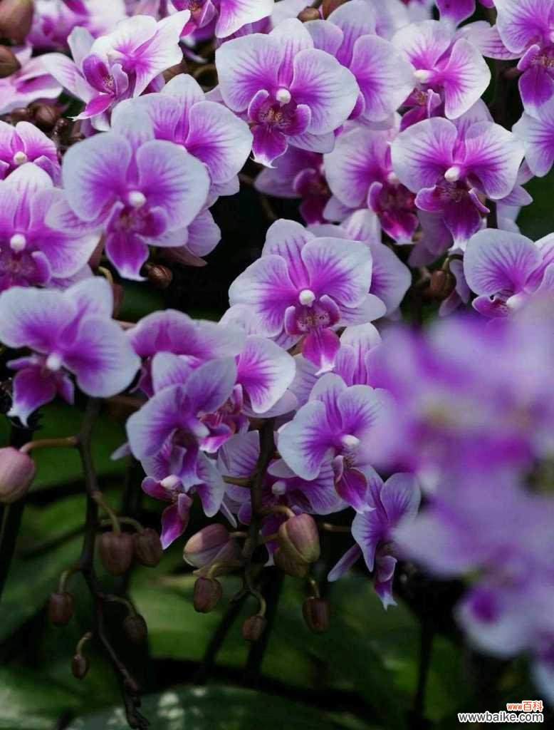 哪种花代表永远相爱?