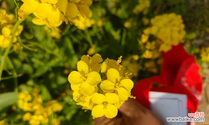 自生自灭的花语有何寓意？自生自灭的花代表什么？