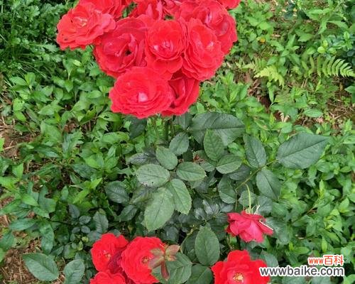 自生自灭的花语有何寓意？自生自灭的花代表什么？