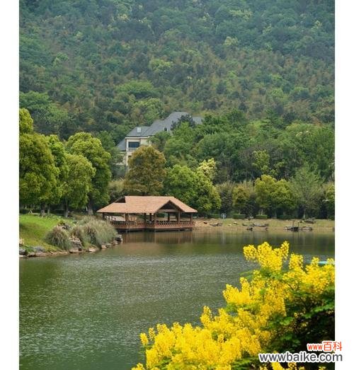 哪种花象征着遗忘？