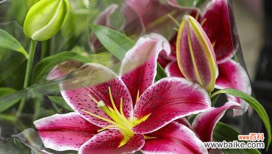 哪些花的花语含有邪恶寓意?花语背后的含义是什么?