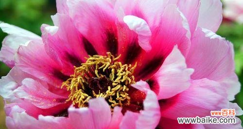 辉煌花语具体代表了什么?